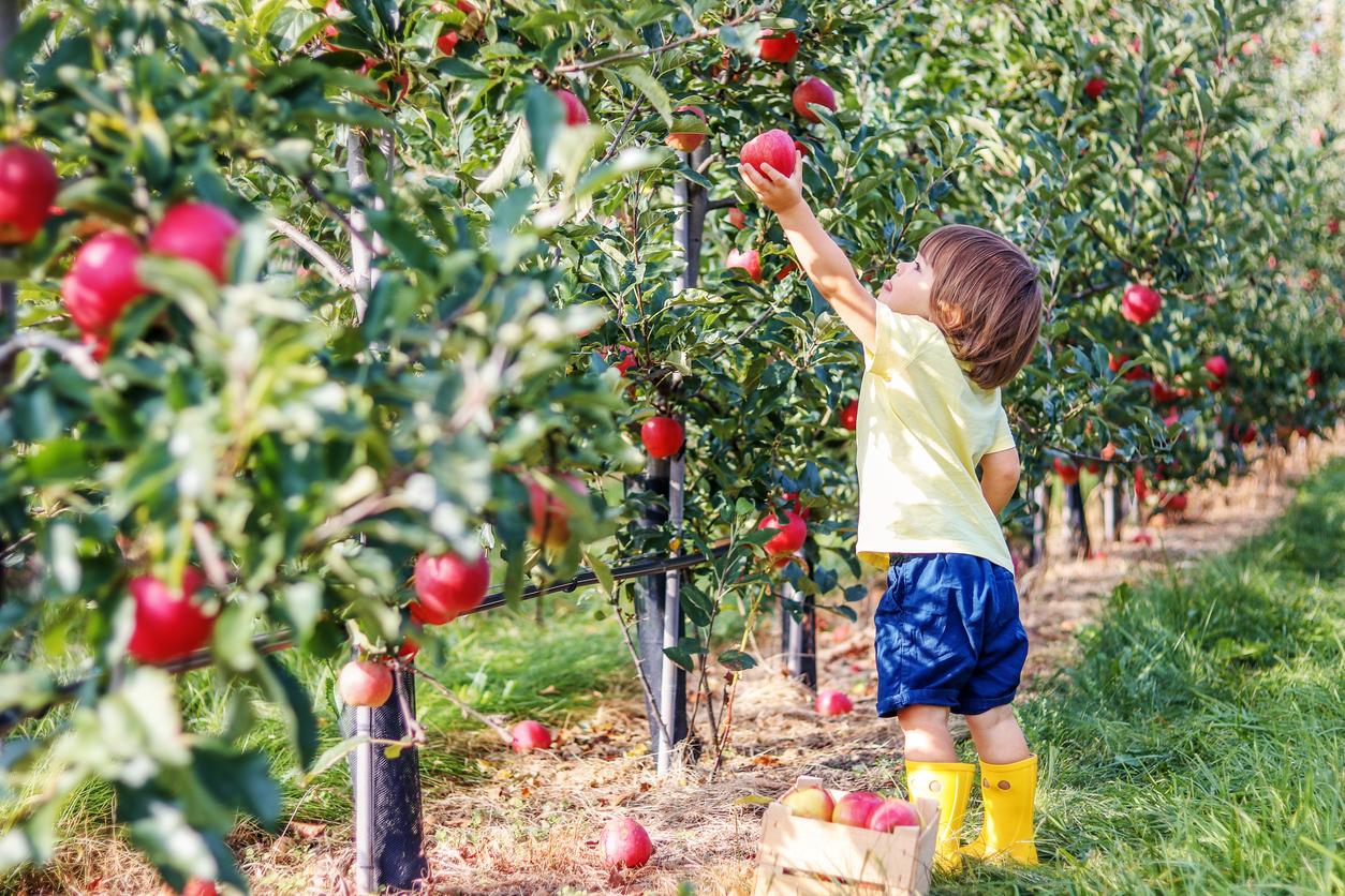 Young boy picking apples